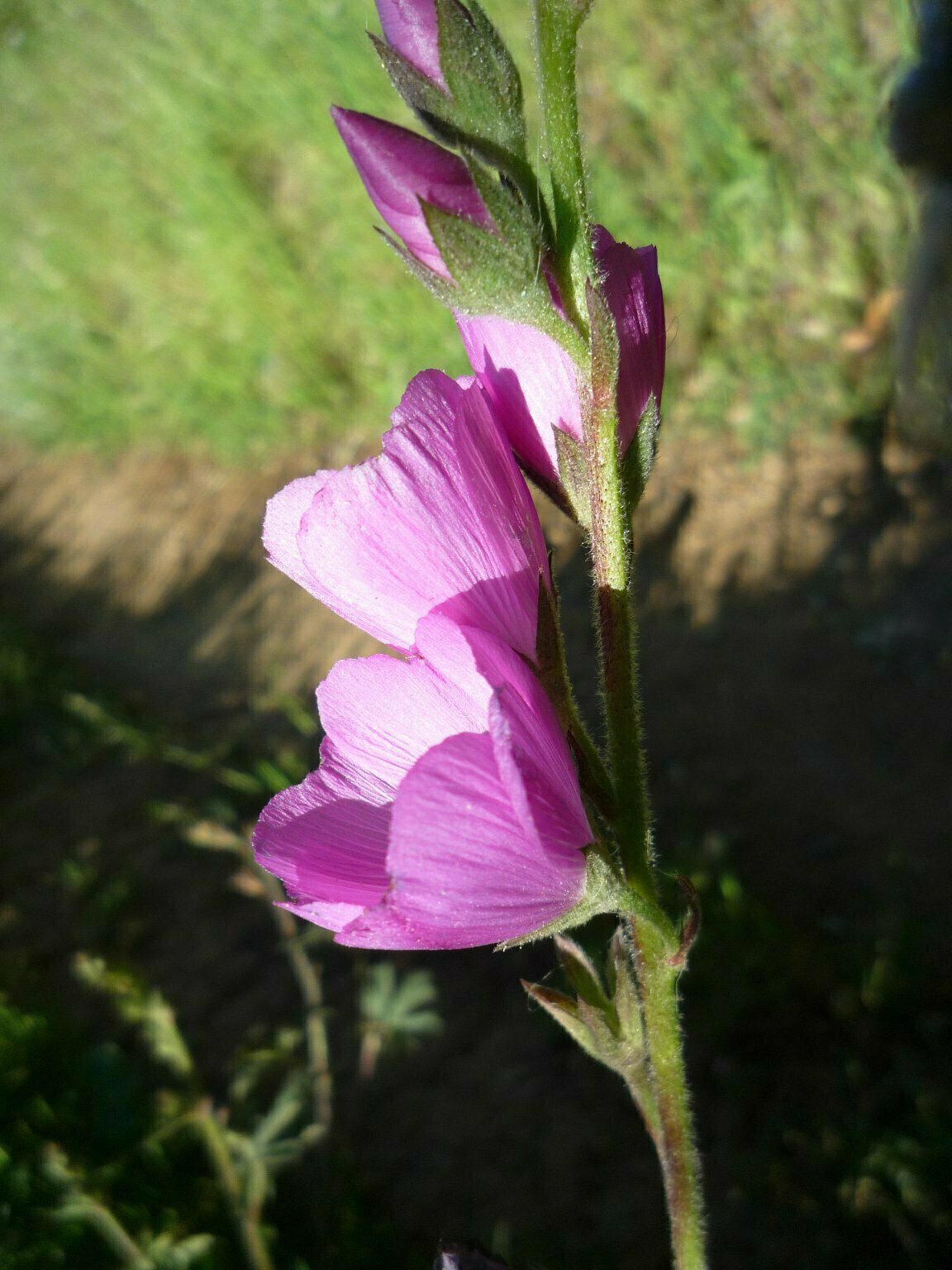 High Resolution Sidalcea malviflora Bud